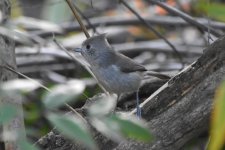 Oak Titmouse 2024-03-07 a.JPG