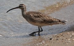 whimbrel.JPG