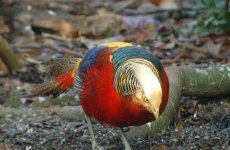 Golden Pheasant.jpg