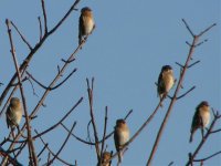twite five and a linnet.jpg