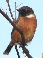 stonechat male soldeirs point.jpg