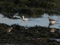 grey phalarope.jpg