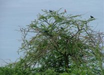 12. Bird Tree, Selinda, Linyanti.jpg