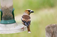 Hawfinch thumb 3.jpg