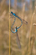 common-blue-damselfly-jul-27-2008-2.jpg