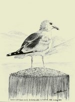 gull_small.jpg