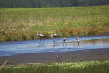 Wattled cranes 3.jpg