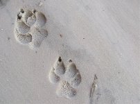 Spotted Hyena Tracks.jpg