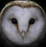 b-owl2.jpg