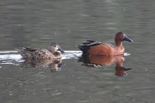 Cinnamon Teal 2024-03-13.JPG