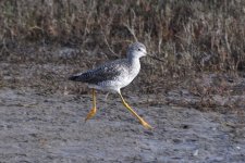 Greater Yellowlegs 2024-03-13.JPG