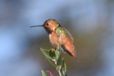 Allen's Hummingbird 2024-03-13.JPG