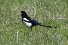 Yellow-billed Magpie 2024-03-14.JPG