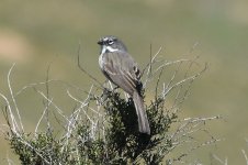 Bell's Sparrow 2024-03-14 a.JPG