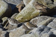 Shorebirds 2024-03-14.JPG