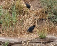austral blackbird.JPG