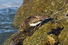 Black Turnstone 2024-03-15 b.JPG