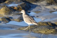 Willet 2024-03-15 a.JPG