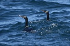 Brandt's Cormorants 2024-03-15 a.JPG