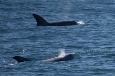 Risso's Dolphins 2024-03-15 d.JPG