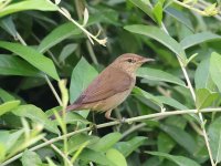 Blyths reed Warbler 24-3-1-311.jpg