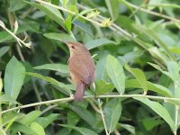 Blyths reed Warbler 24-3-1-312.jpg