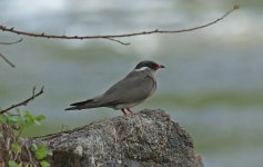 Z Rock Pratincole 001.jpg