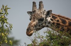 Giraffe 004.jpg