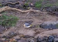 2024-03-19 Grey Wagtail.jpg