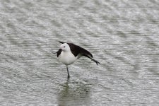 avocet dance.JPG