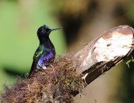 Velvet-purple Coronet 30D-denoise.JPG