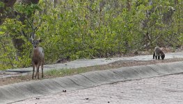 deer and coati (1).JPG