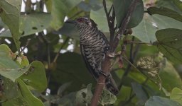 01 Little Bronze-cuckoo.jpg