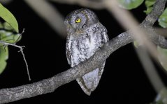 05 Oriental Scops Owl.jpg