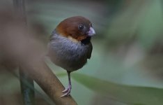 10 Short-tailed Parrotbill.jpg