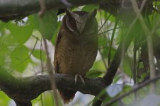 15 White-fronted Scops Owl.jpg