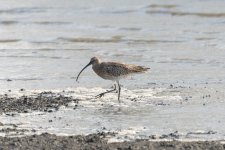 Curlew_80N2332.jpg