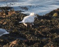 Iceland Gull_Girdle Ness_220324d.jpg