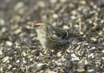 Redpoll Apr 92_01.jpg