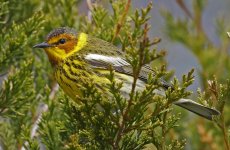 68 Cape May Warbler 05.jpg