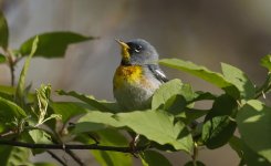 69 Northern Parula 007.jpg