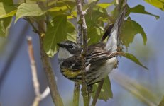 77 Yellow-rumped Warbler 10.jpg