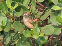 Clamorous reed Warbler 24-3-1-380pg.jpg