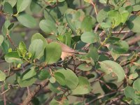 Clamorous reed Warbler 24-3-1-387pg.jpg