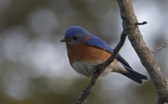 47 Eastern Bluebird 006.jpg