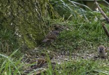 20240325 - Dunnock and friends.jpg