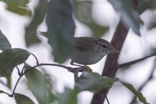 Arctic Warbler_80N5866.jpg