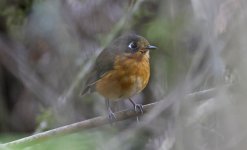 Leymebamba Antpitta 001.jpg