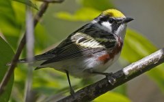 Chestnut-sided Warbler 10.jpg