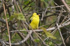 American Goldfinch 01.jpg